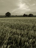 Suffolk Field