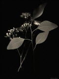 Small White Flower Buds and Leaves