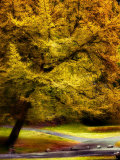 Magical Tree
