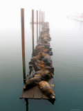 Sea Lions in Fog