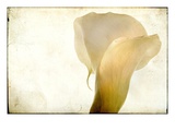 Detail of Calla Lily