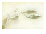 Study of Entwined White Flowers