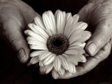 Daisy Cupped in Tired Hands