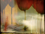 Barren Field and Red Tulips