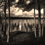 Pilings at the Riverbank
