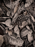 Sepia Leaves