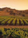 Vineyard  Barossa Valley  South Australia  Australia