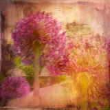 Colorful Flowers