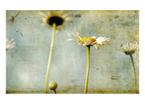 Study of White Daisies