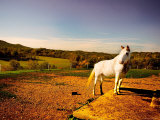 White Horse Fenced into Countryside Pen