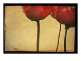 Study of Red Poppies