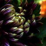 Dahlia