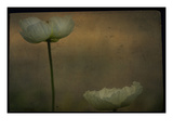 Study of Two White Flowers
