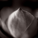 Study of Flower Bud