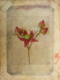 Rose Copie
