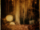 Ghostly Forest Landscape