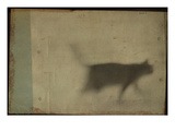 Blurred Cat Walking