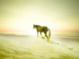 Horse Trudging through the Sand