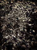 Heavenly Bamboo