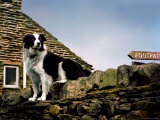 Border Collie on Moss Covered Stone Wall