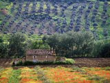 Landscape of Andalucia  Spain