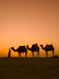 Camels Near the Pyramids at Giza  Cairo  Egypt