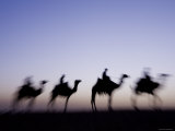 Camels Near the Pyramids at Giza  Cairo  Egypt