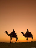 Camels Near the Pyramids at Giza  Cairo  Egypt