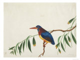 Oriental Dwarf Kingfisher  c1800-40