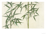 Bamboo