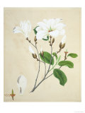 Magnolia  c1800-40