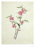 Flowering Peach  c1800-1840