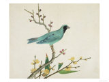 Verditer Flycatcher  c1800-1840