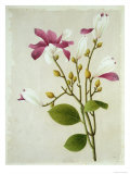 Purple Magnolia  c1800-40