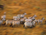 Zebras  Maasai Mara Game Reserve  Kenya