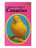 Beginner's Guide to Canaries
