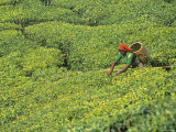 Tea Plantation  Kerala  Southern India