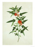 Chinese Botanical Illustration of a Flower  Purplered Pentapetes