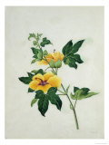 Asiatic Tree Cotton  c1800-40