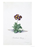 Botanical Illustration of a Primula: Cardinal Fleury