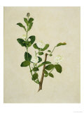 Chinese Botanical Illustration of an Arabian Jasmine