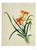 Common Day Lily  c1800-40