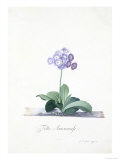 Botanical Illustration of a Primula: Fille Amoureuse