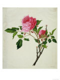 Pink Peony  c1800-1840