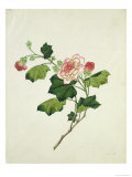Chinese Botanical Illustration of Chinese Mallow