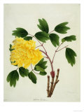 Yellow Peony  c1800-1840