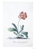 Botanical Illustration of a Primula