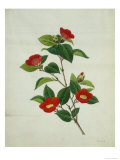 Painting- Japanese Camellia   19th Century