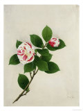 Camelia  c1800-40