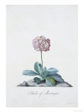 Botanical Illustration of a Primula: Duke of Monatague